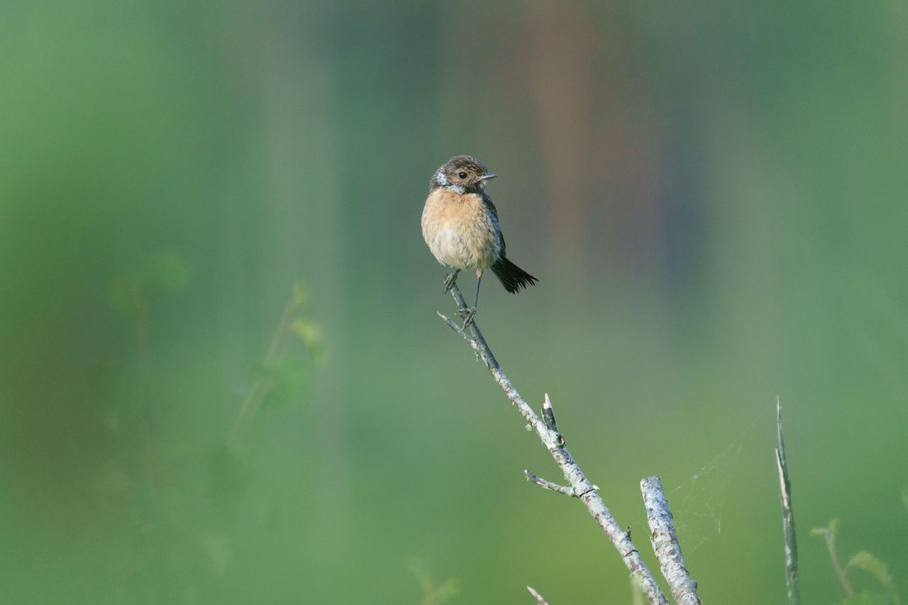 A stonechat perched on a branch in a nature reserve, photographed with a supertelephoto lens of a Sony camera
