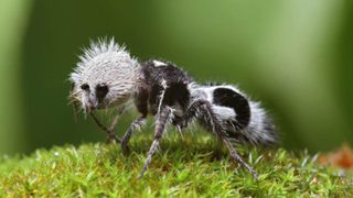 Black and white fluffy ant species.