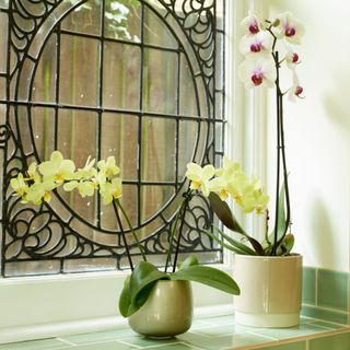 Two orchids in pots sitting in front of a decorative glass window