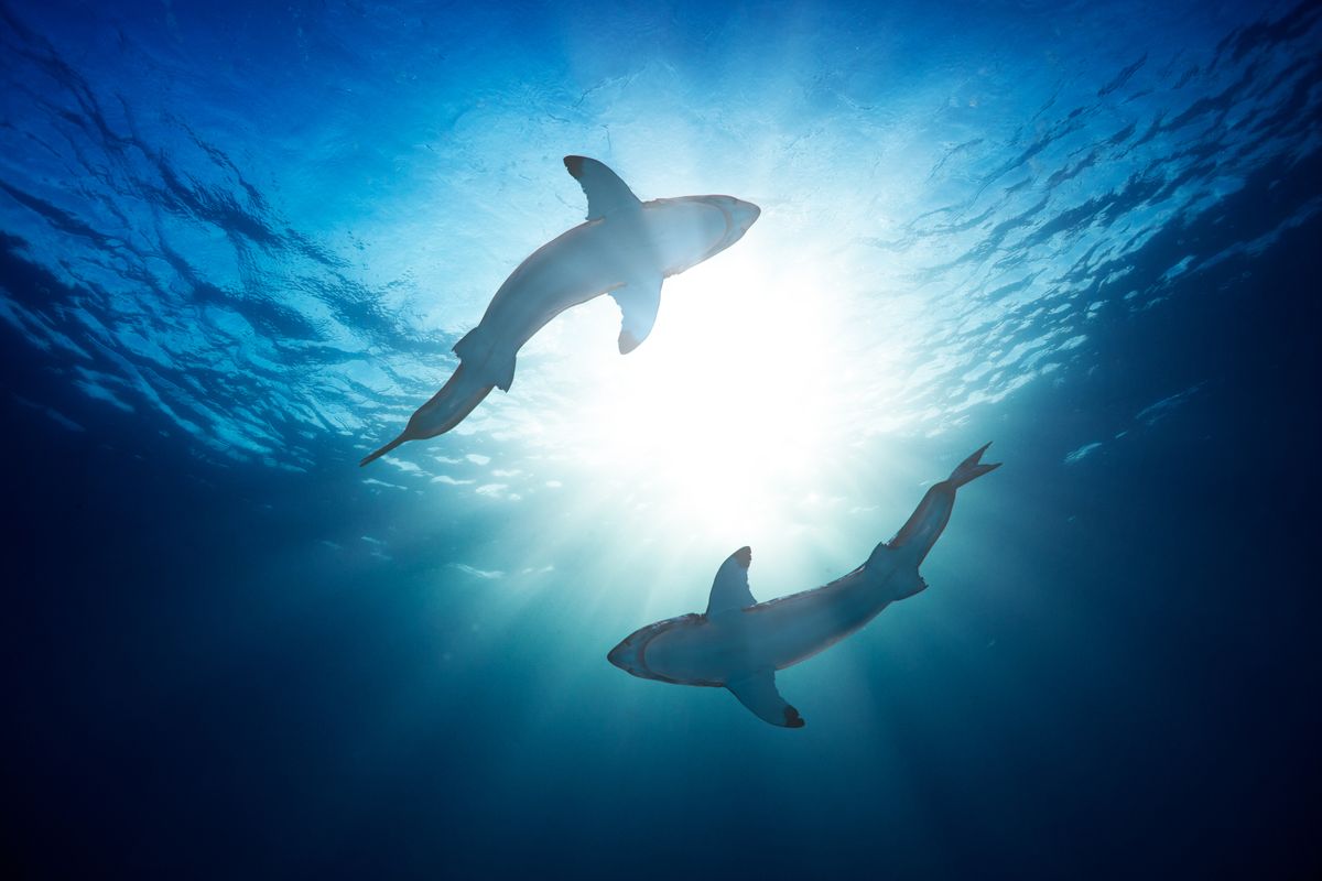 Great white sharks seen from below.