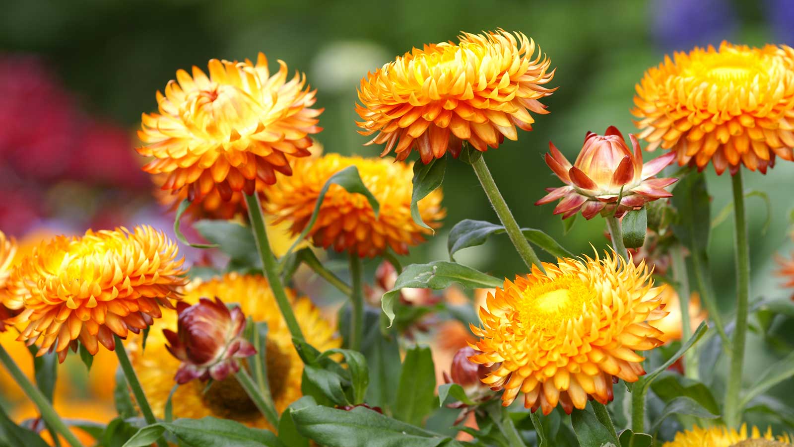 orange strawflowers growing
