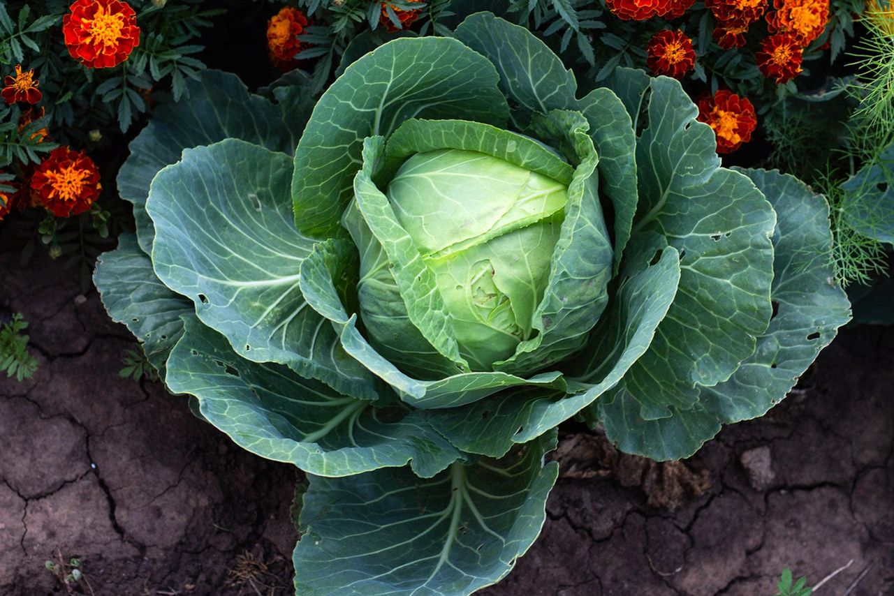 Danish Ballhead Cabbage Plant