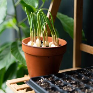 Growing garlic in pots