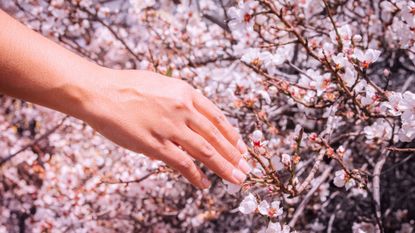 Cherry Blossom Nails Hand among cherry blossoms GettyImages-1160812364