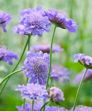 Scabiosa 'Butterfly blue'