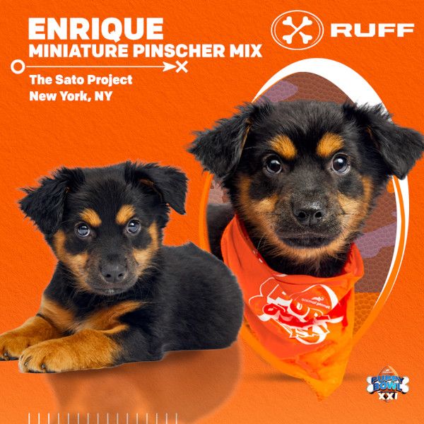 Puppy Bowl 2025 Enrique
