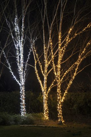 trees wrapped in lights around trunk