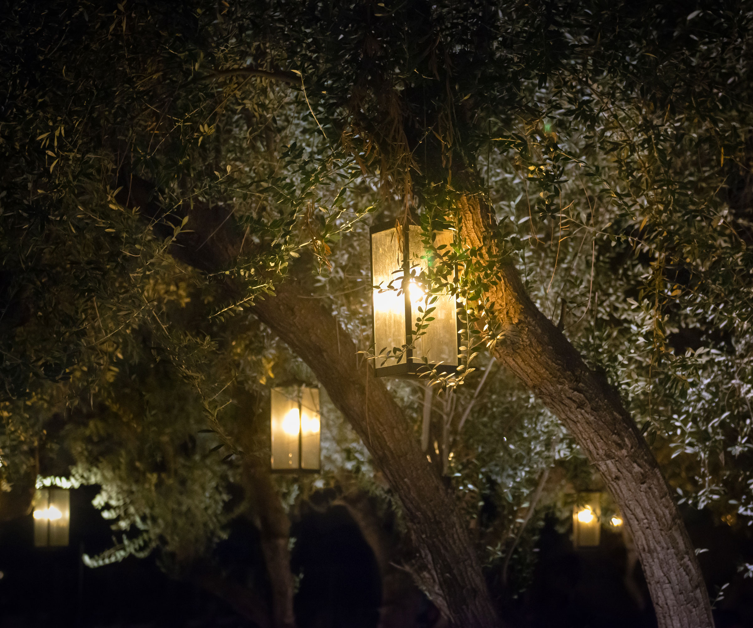 olive tree with hanging lanterns in night garden