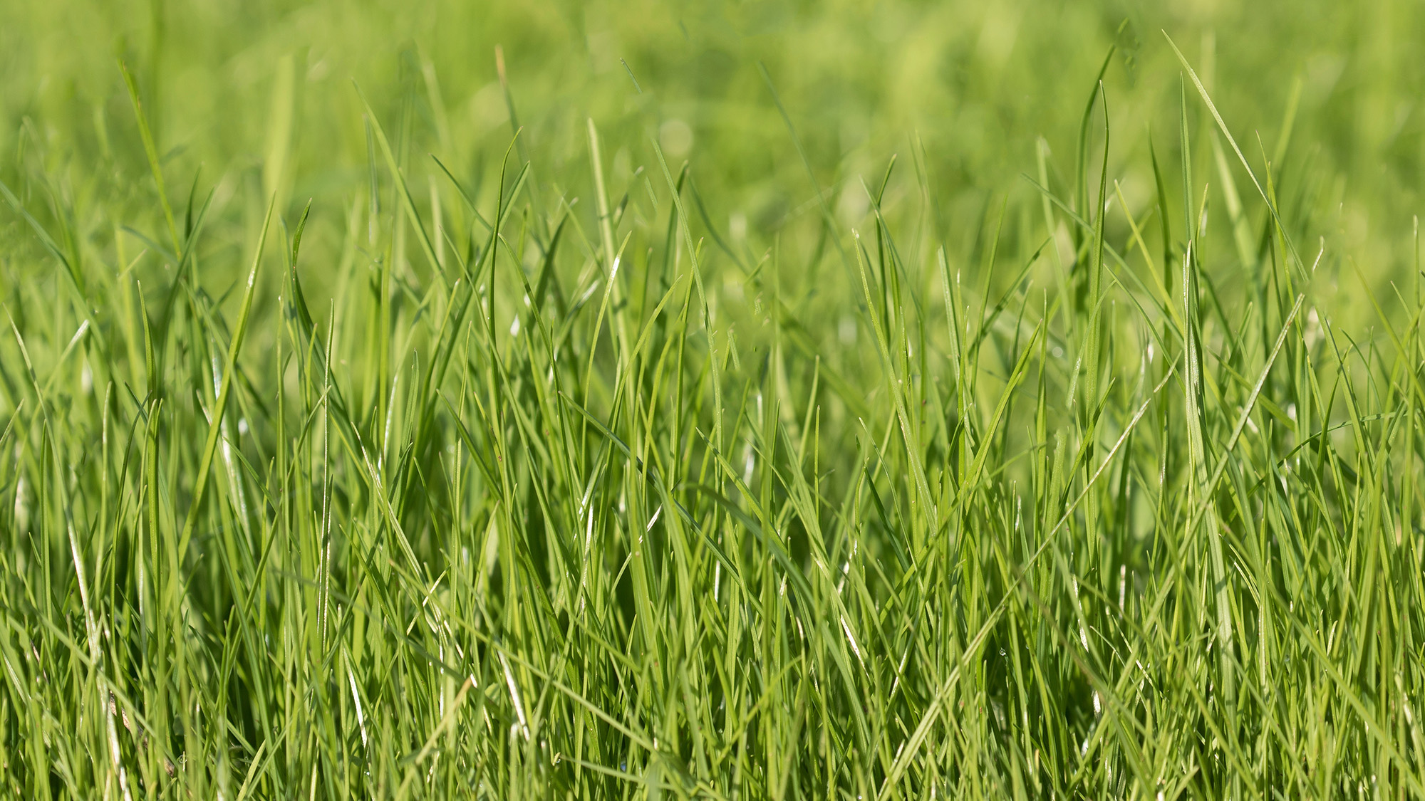 Rye grass
