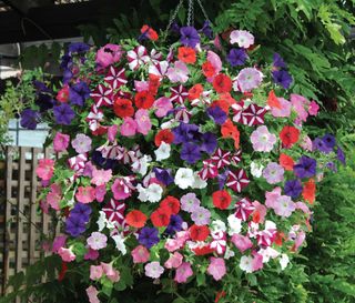 Bright petunia easywave in a hanging basket