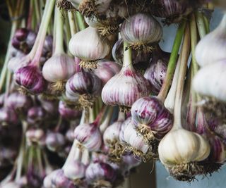 Softneck garlic hanging to dry before storing