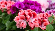 A close-up of reddish pink geraniums