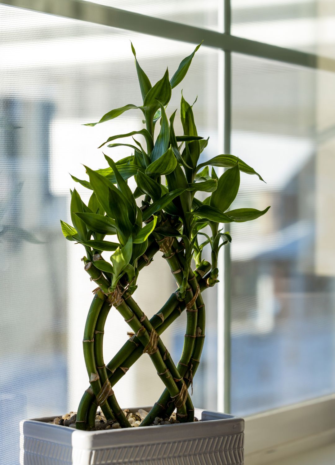 lucky bamboo plant in pot in home