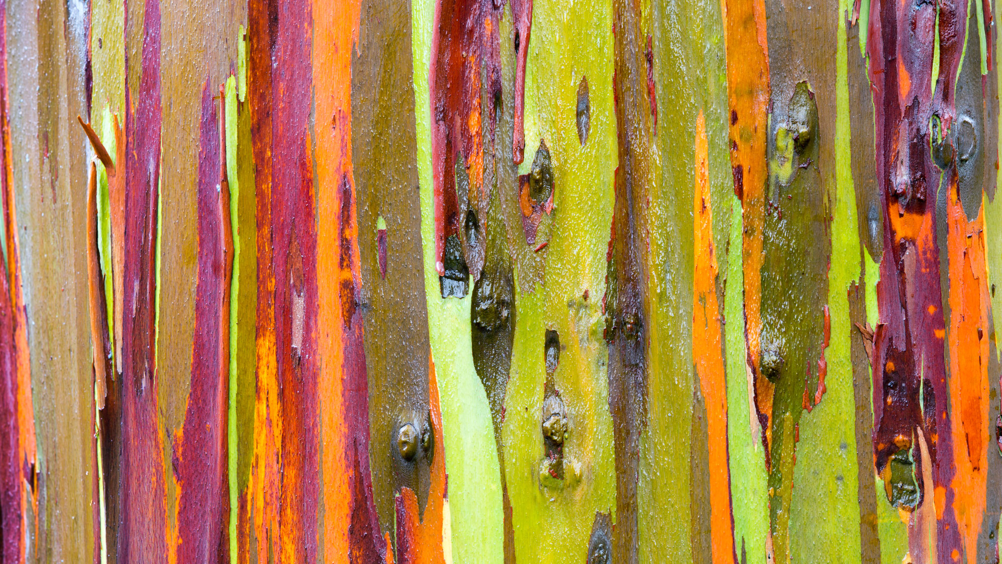 ornamental tree bark texture on rainbow eucalyptus tree