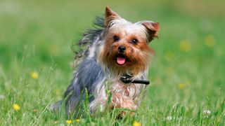 Yorkshire Terrier in field