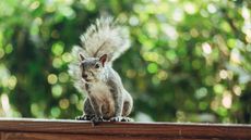 how to get rid of squirrels in the garden walking on fence