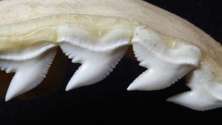 A shark jaw bone and teeth on black background.