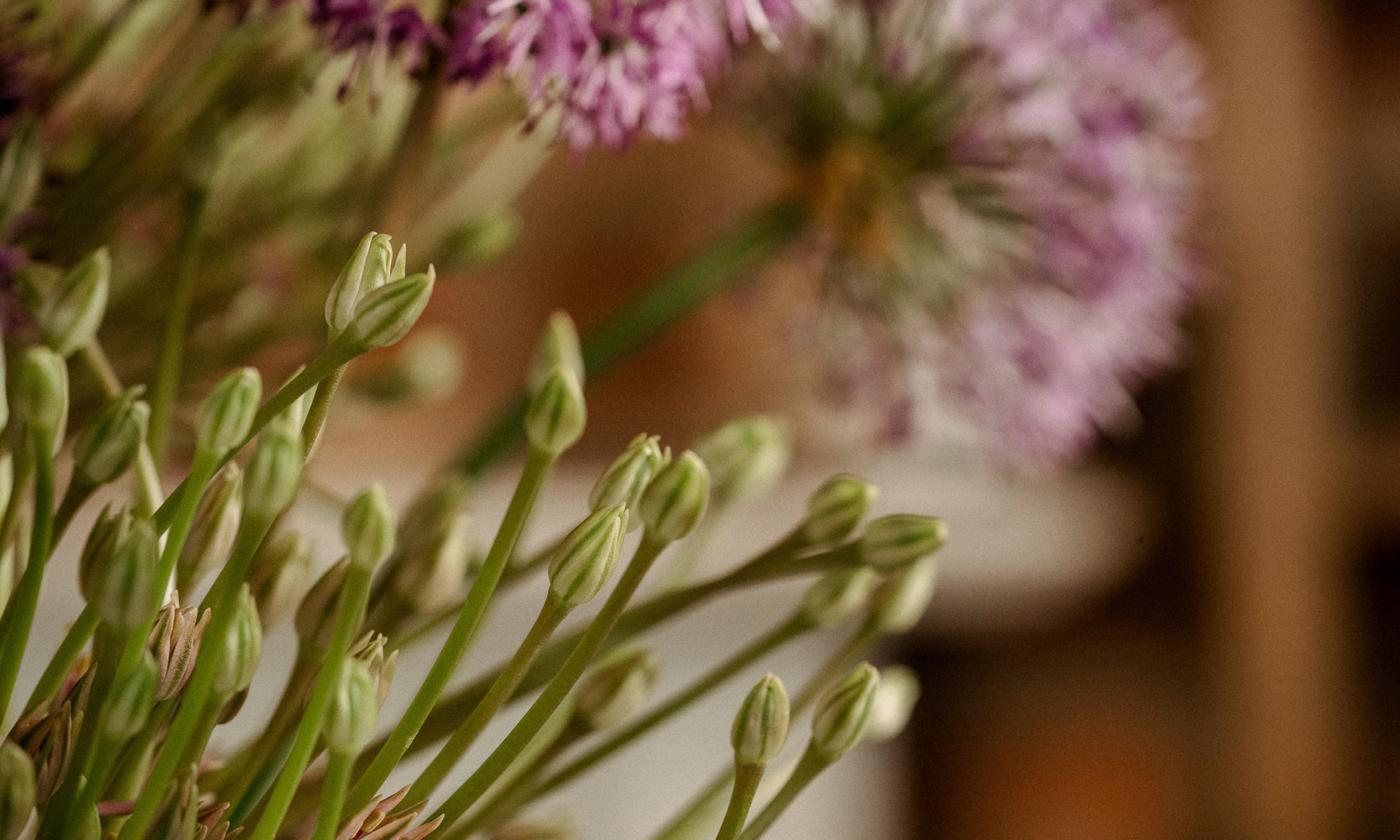 close-up of alliums
