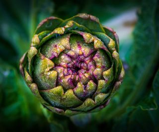 Close up of the edible flower bud of a globe artichoke