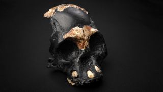 The reconstructed skull of "Leti," a young Homo naledi. The skull was found inside a tiny passageway deep within a South African cave, and probably dates back more than 241,000 years.