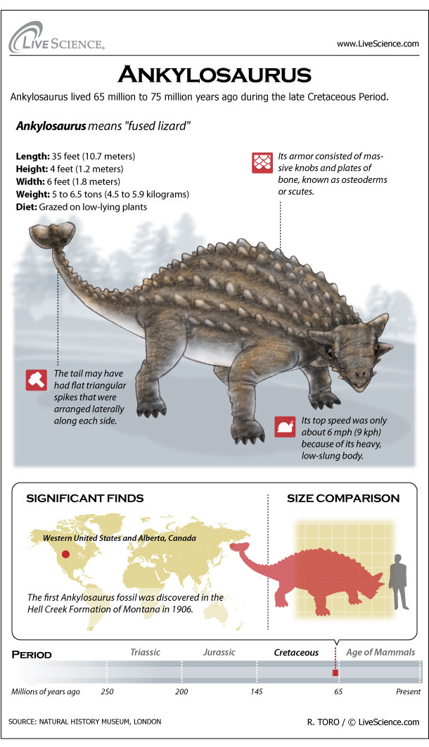 types of ankylosaurus