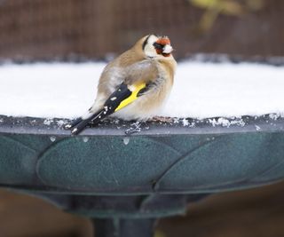 Goldfinch perched on bird bath covered with snow