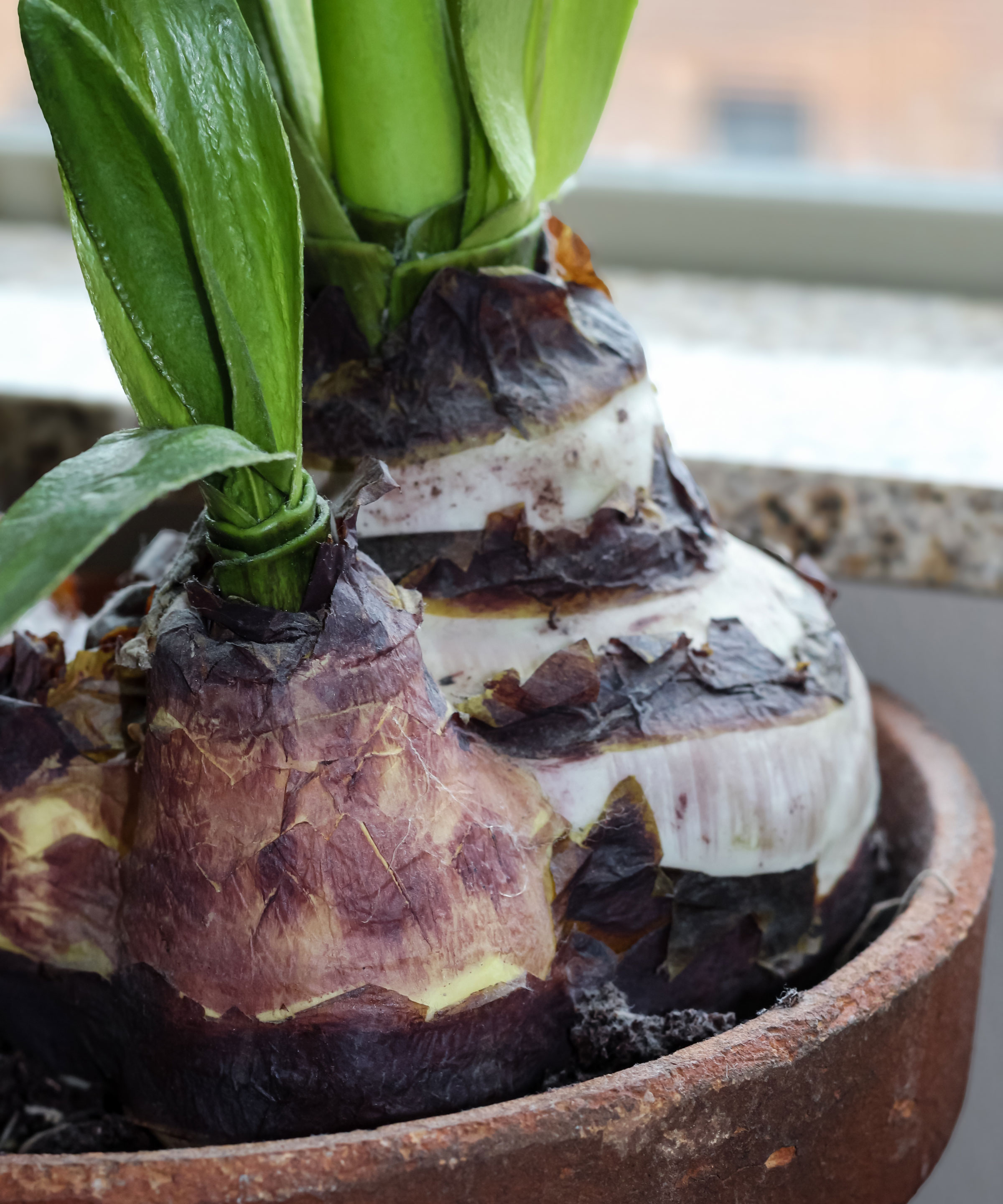 amaryllis bulbs and foliage in container