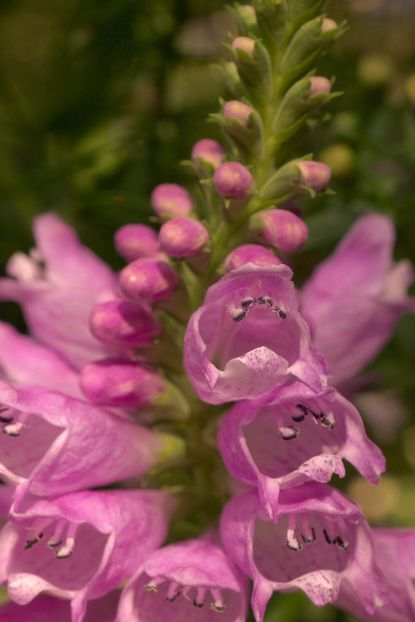 Pink Obedient Plant