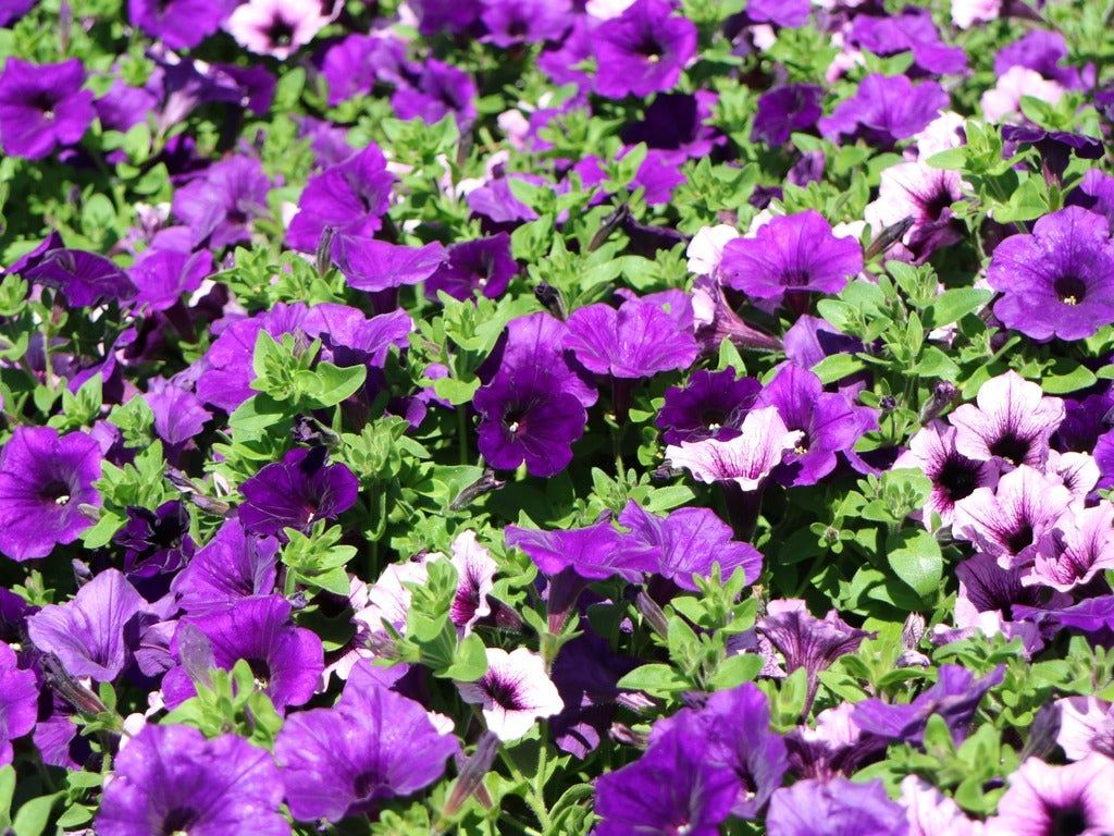 Purple Wave Petunia Plants