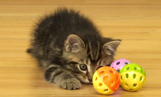 Kitten playing with balls