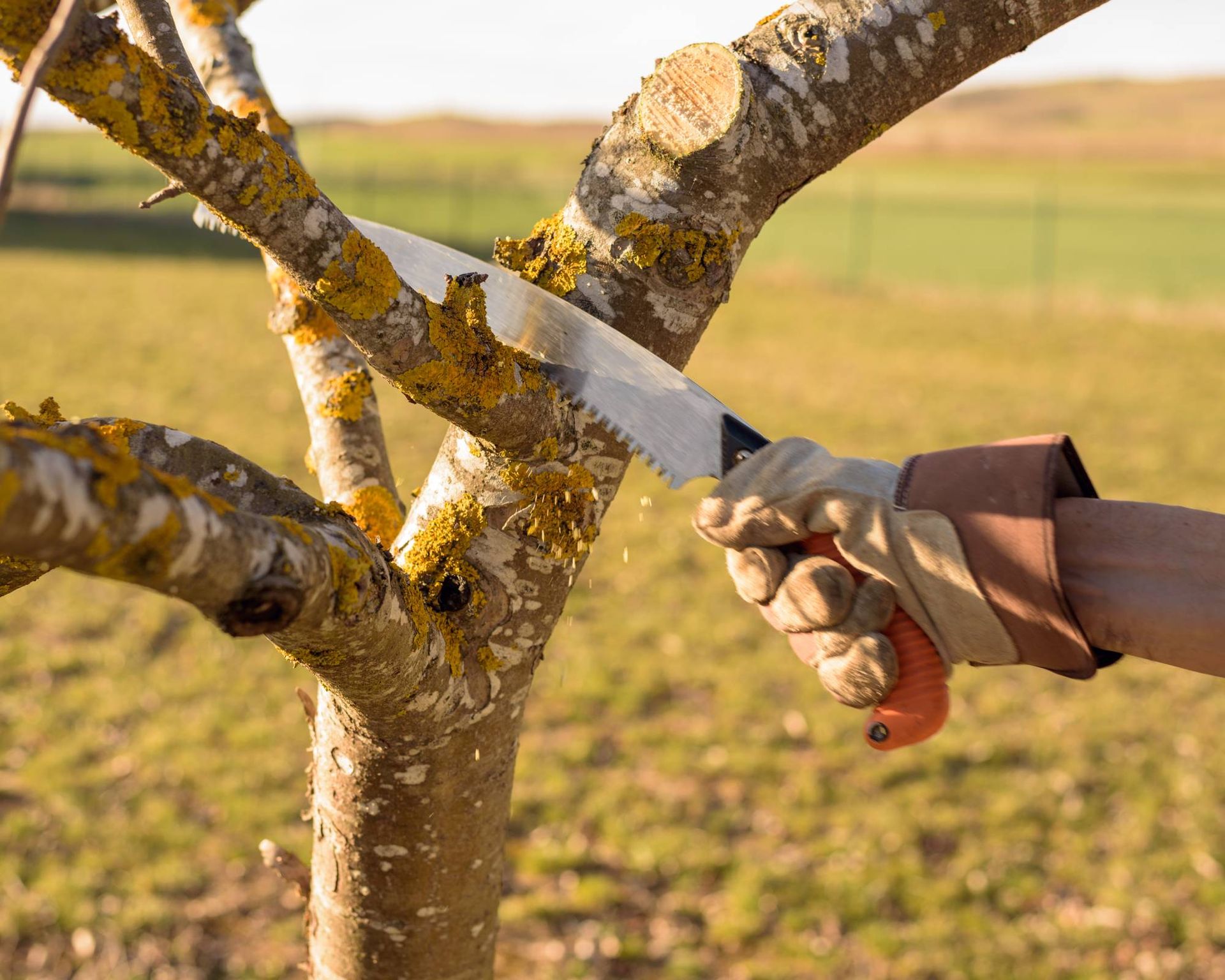 Pruning saw used to prune tree in orchard