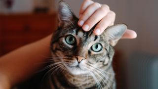 Woman's hand stroking cats head