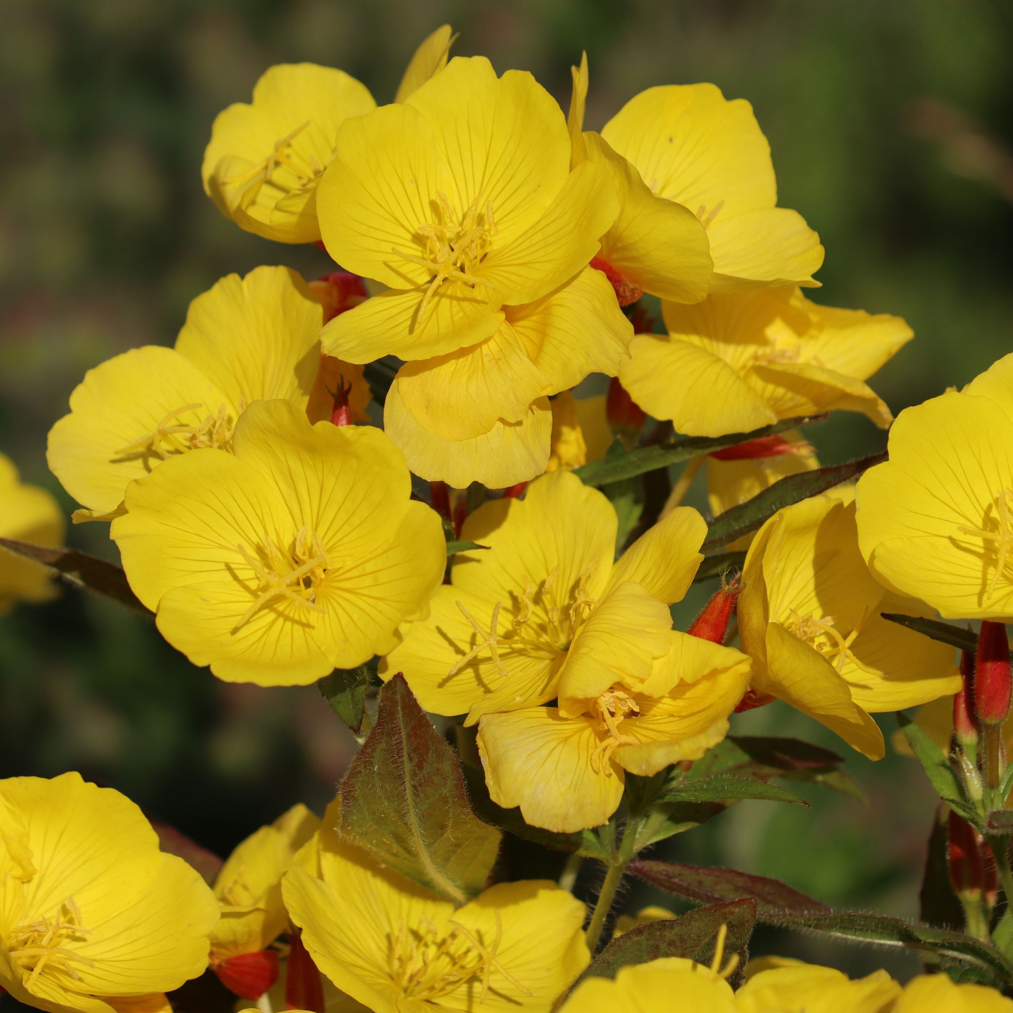 evening primrose fragrant plant