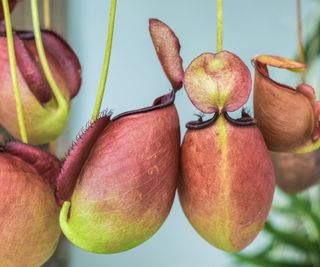 Nepenthes Pitcher Plant