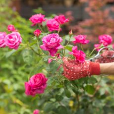 Woman pruning roses