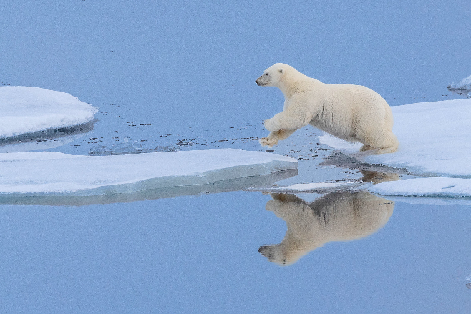 A polar bear leaps between ice floes over open water, its leaping form perfectly mirrored in the still surface below.