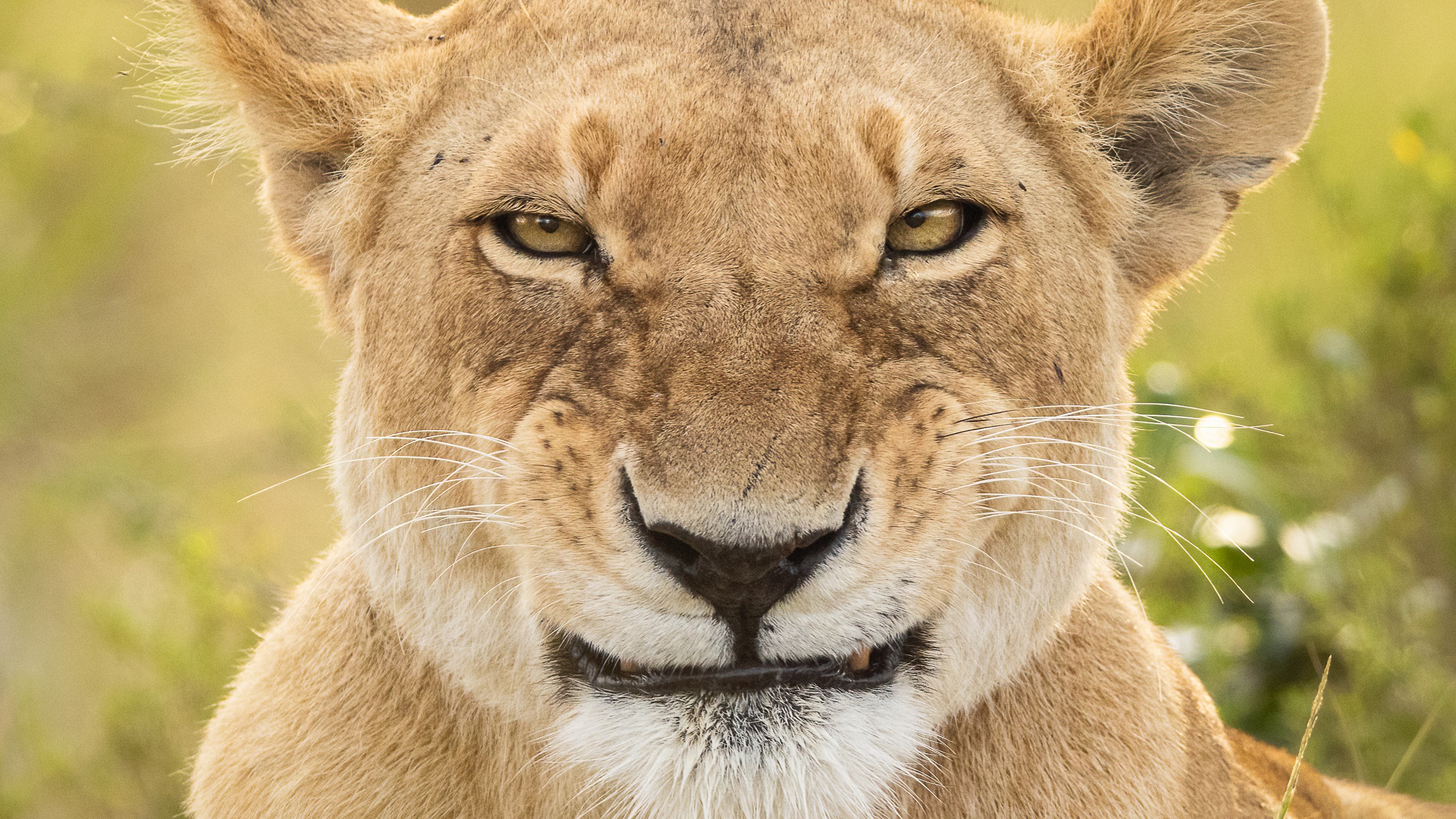 Una leona hace una mueca en Olare Motorogi Conservancy en Kenia.