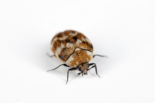 A closeup of an adult carpet beetles on an isolated white background