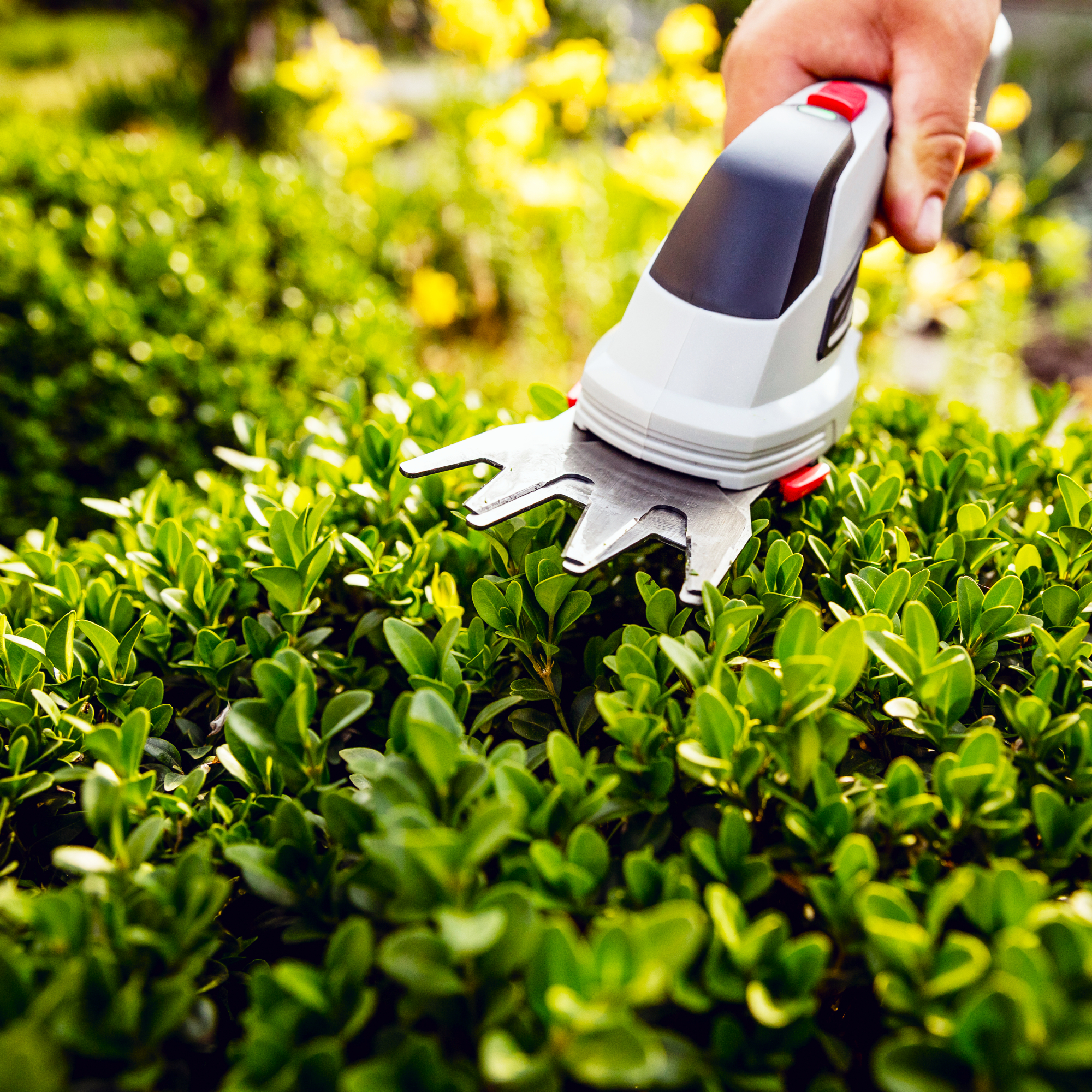 Hand holding cordless trimmer gardening tool to prune box shrub