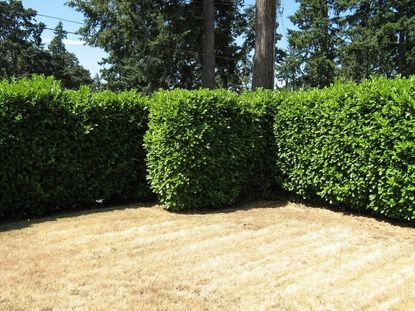 Hedges Used As Border Of Lawn