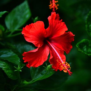 Red flowered tropical hibiscus with glossy evergreen leaves