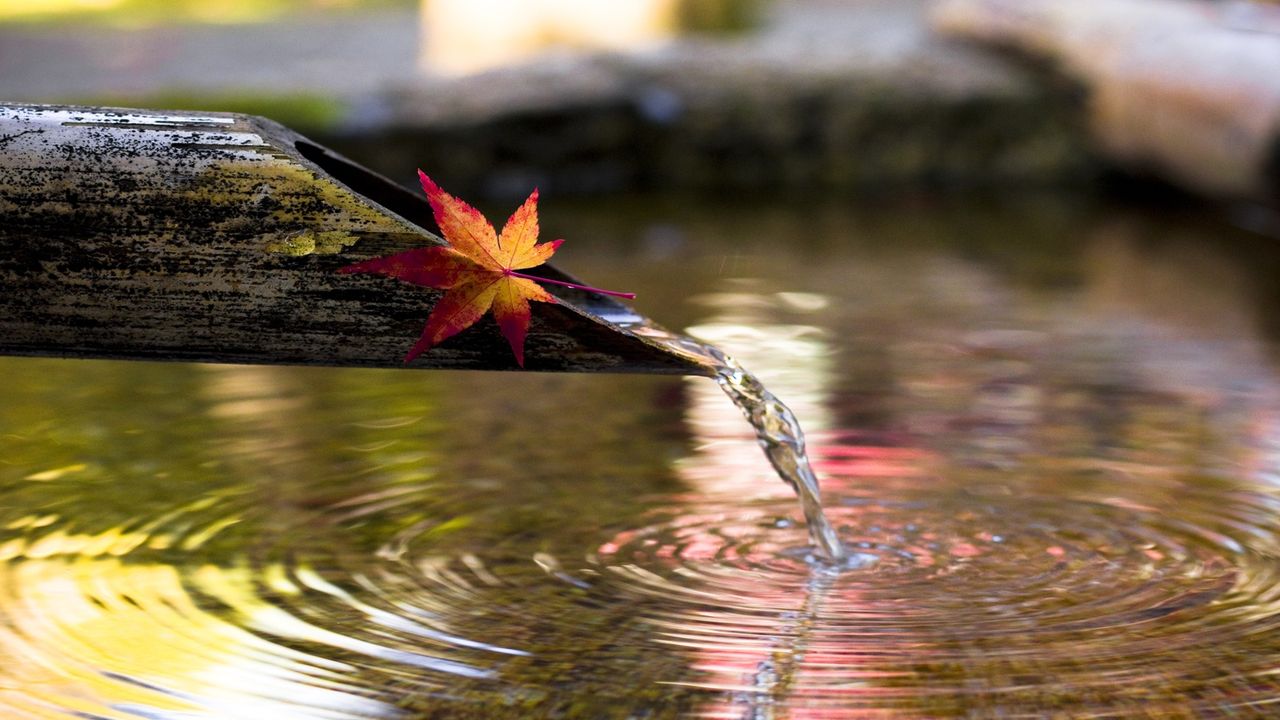 Water spout, maple leaf