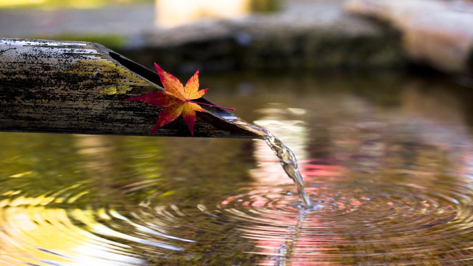 Water spout, maple leaf