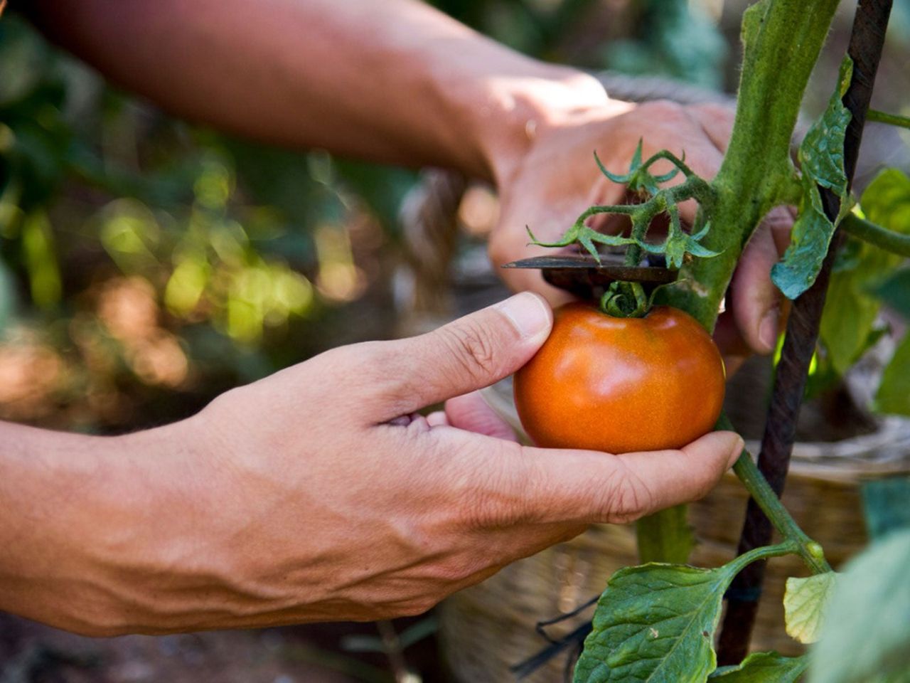 Hands Cutting Tomato From Plant