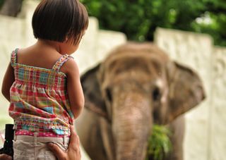 A little girl watching an elephant, as zoos have a date when they can reopen again