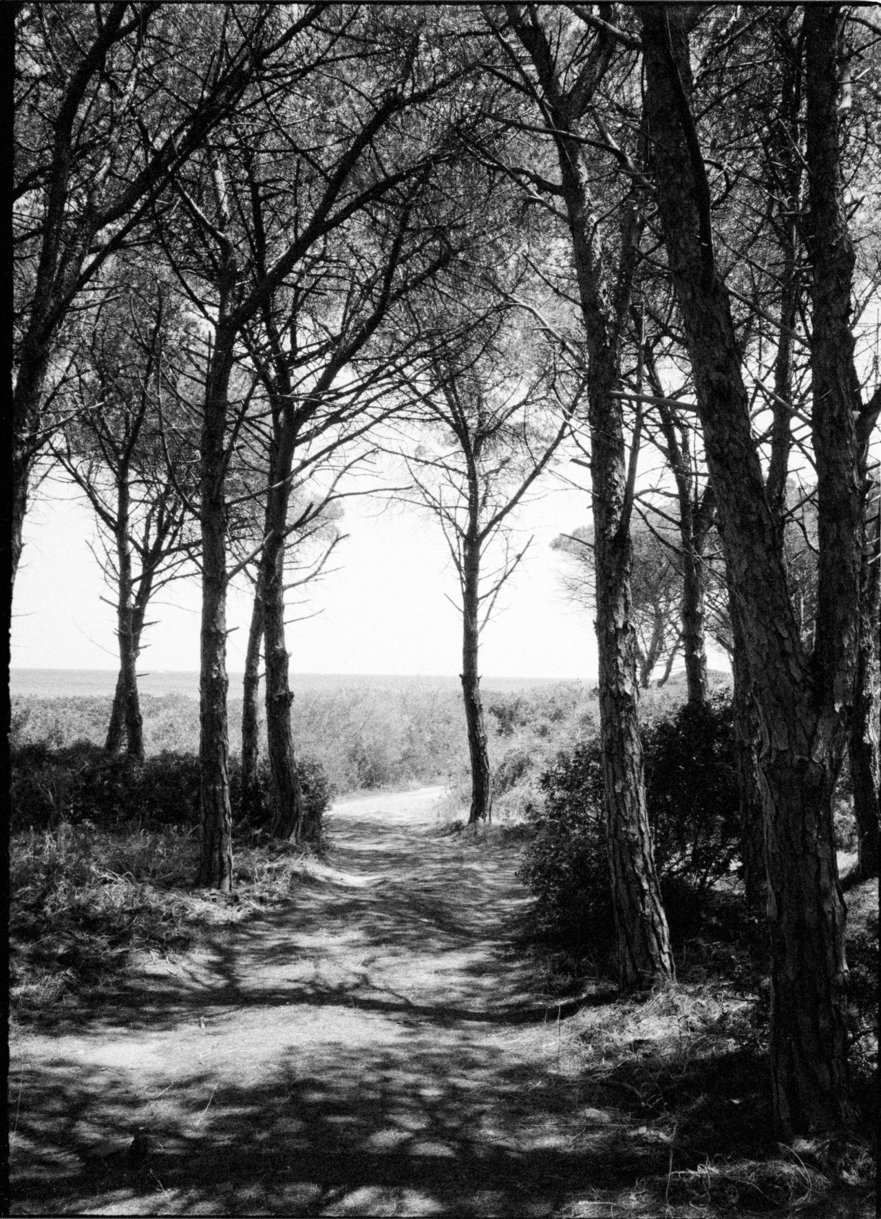 Tree lined path leading down to a beach
