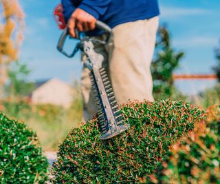 Close up on a hedge trimmer shaping topiary