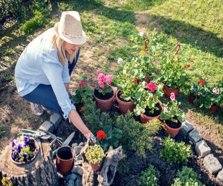 Woman arranging plants on border soil before planting