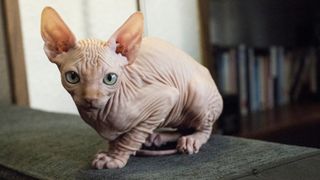 Sphynx cat sitting on couch