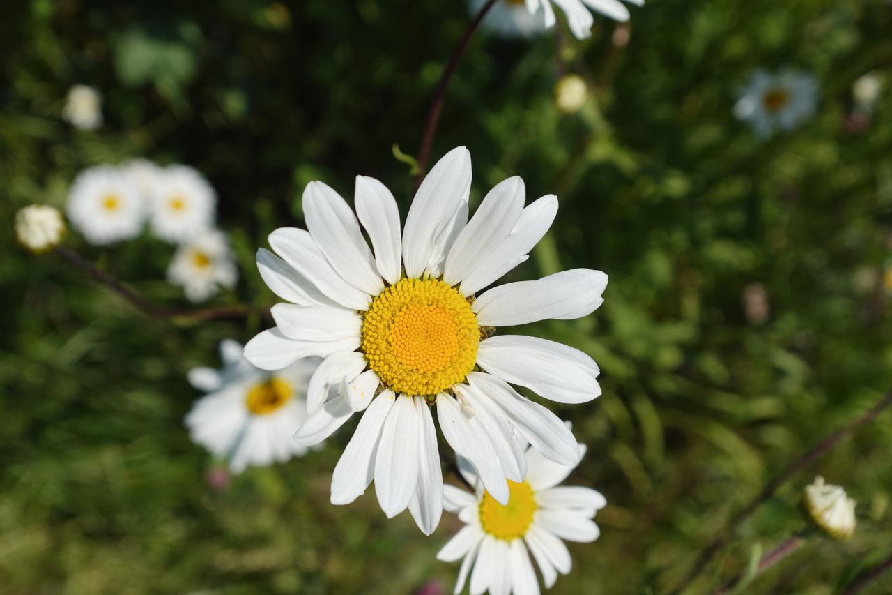 Sony ZV-1 II sample images